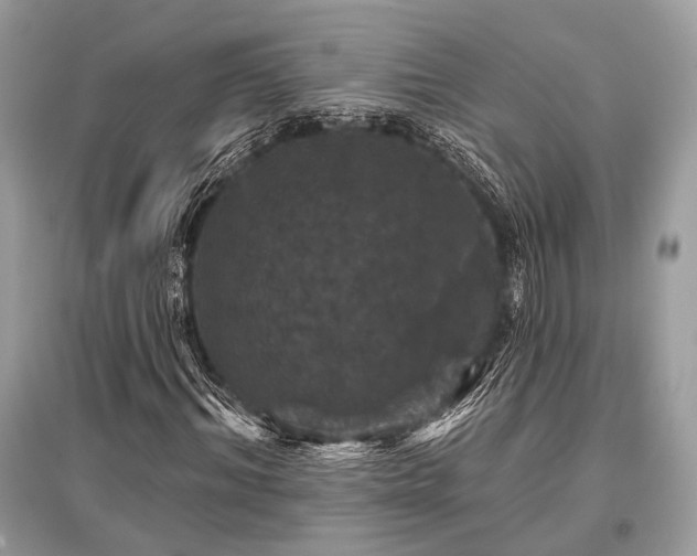 X0000096130964200801251013