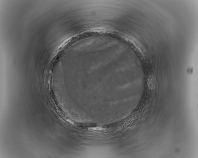 X0000096130968200801251012