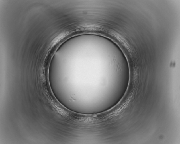 X0000096130970200801251012