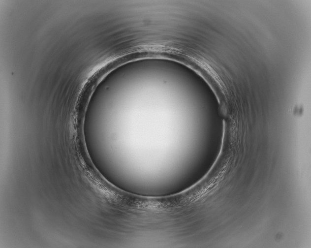 X0000096130971200801251012