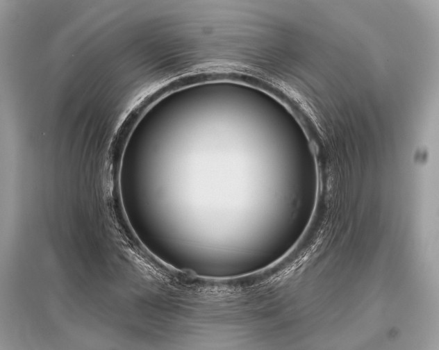 X0000096130973200801251012