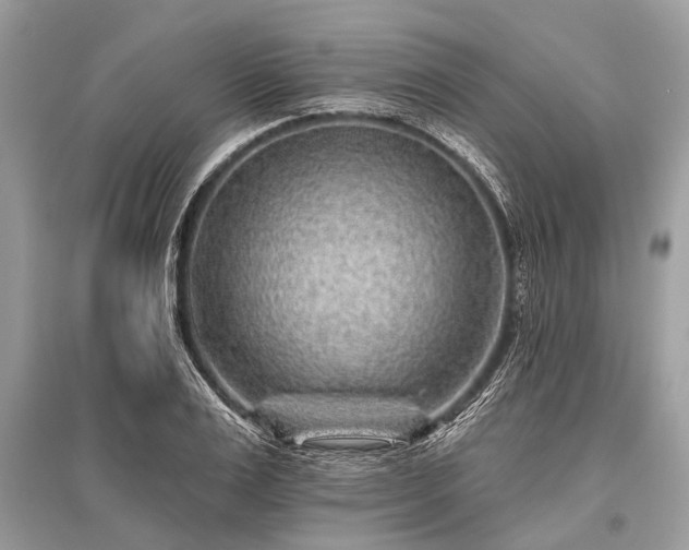 X0000096130983200801251012