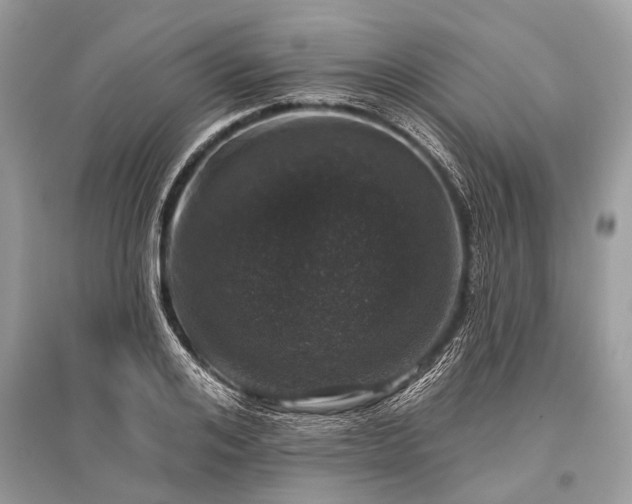 X0000096130984200801251012