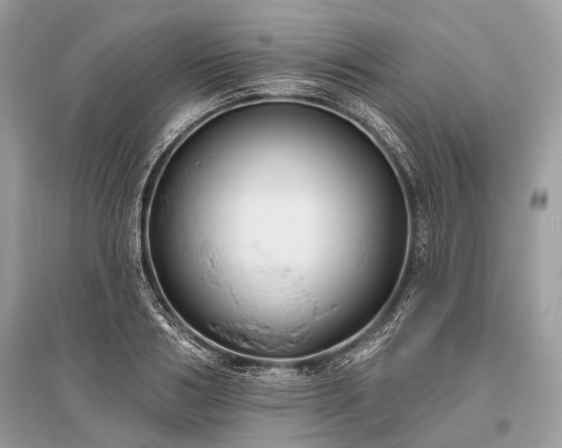 X0000096130986200801251012