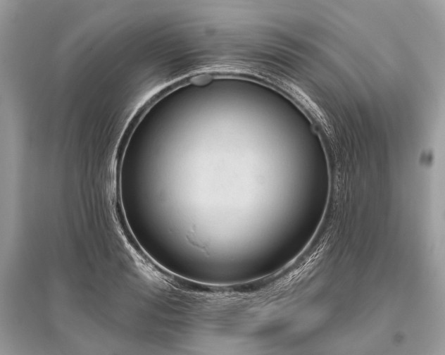 X0000096130988200801251012