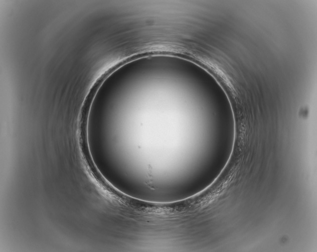 X0000096130991200801251012