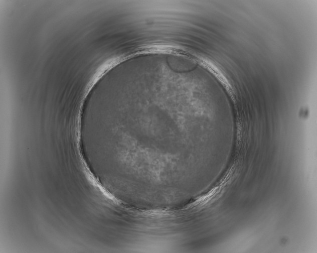 X0000096130994200801251012