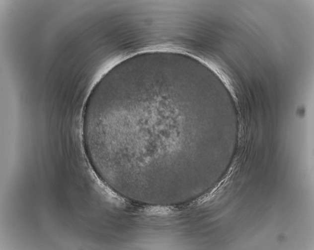 X0000096130998200801251012