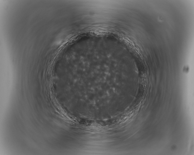 X0000096131009200801251011