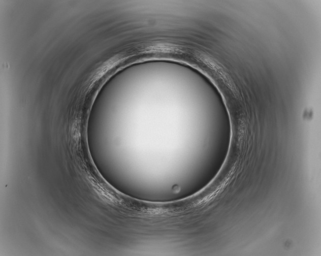 X0000096131017200801251011