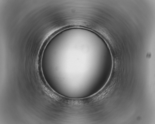 X0000096131020200801251011