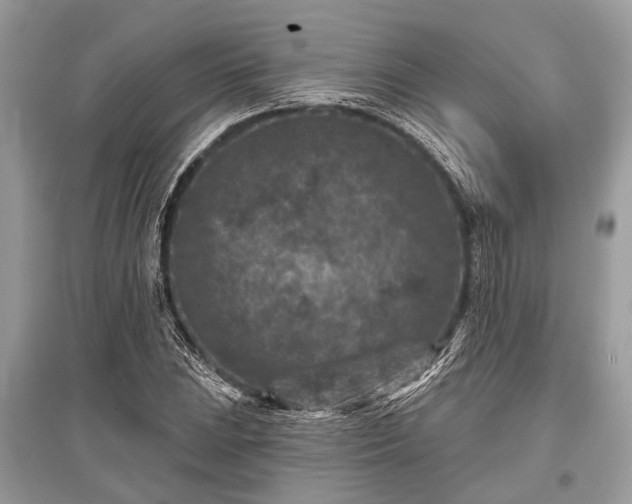 X0000096131023200801251011