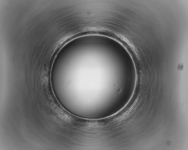 X0000096131025200801251011