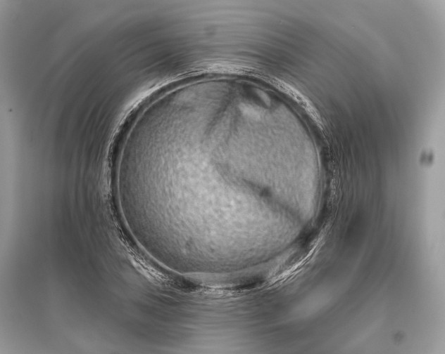 X0000096131027200801251011