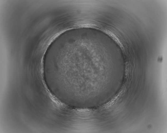 X0000096131031200801251011