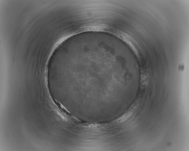 X0000096131035200801251011