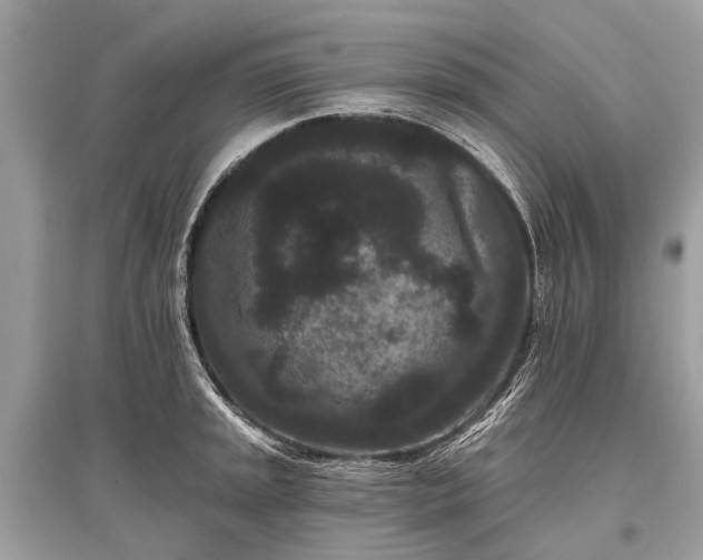 X0000096131045200801251011
