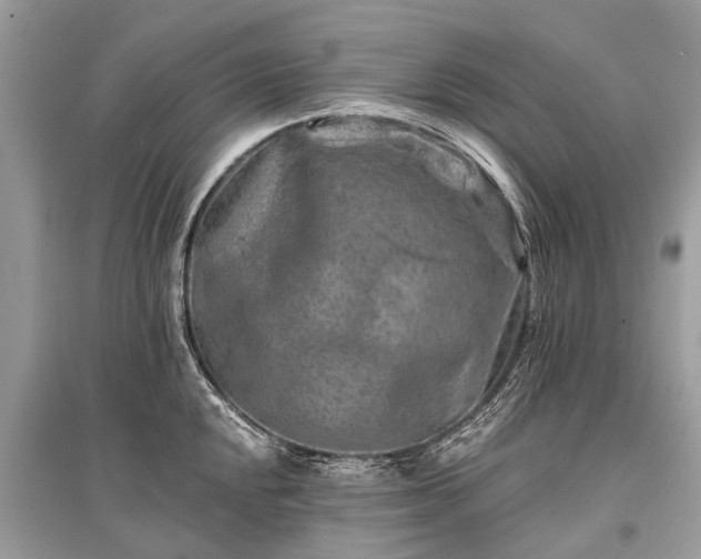 X0000096131048200801251011