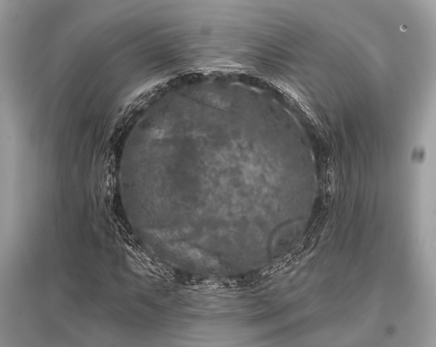 X0000096131063200801251011