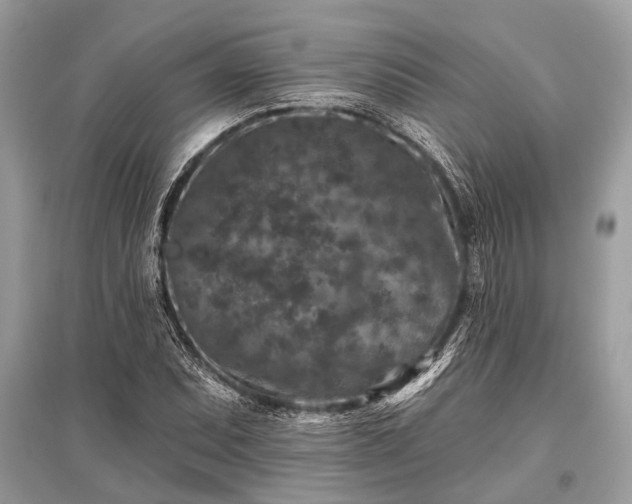 X0000096131071200801251011