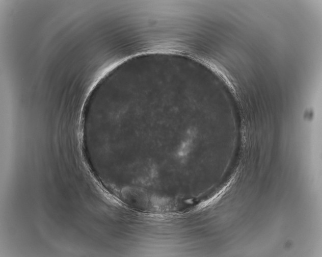 X0000096131077200801251010