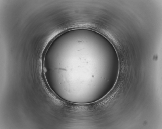 X0000096131079200801251010