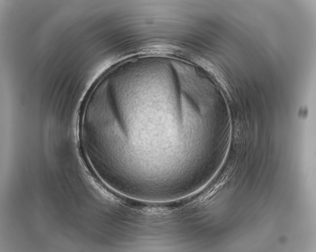 X0000096131083200801251010