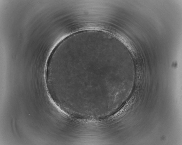 X0000096131084200801251010