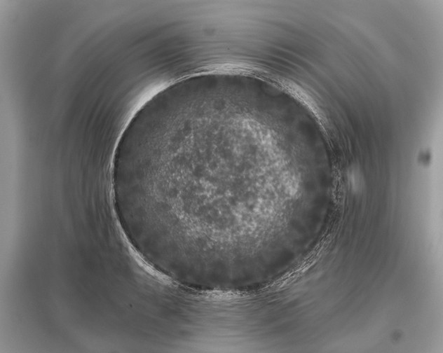 X0000096131087200801251010