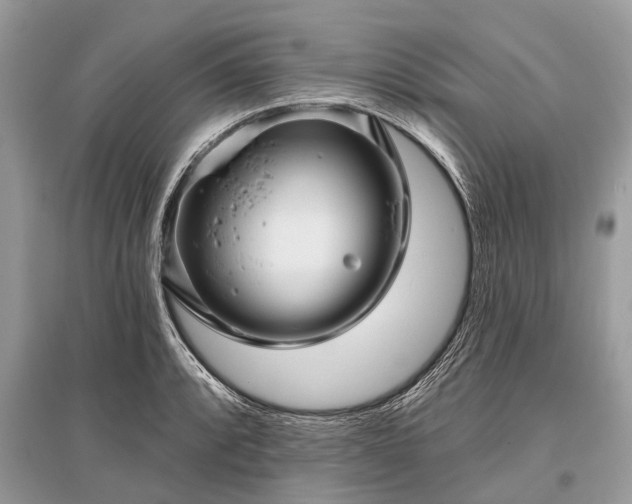 X0000096131088200801251010
