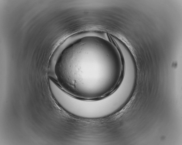 X0000096131089200801251010
