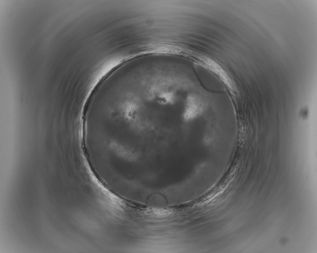 X0000096131095200801251010