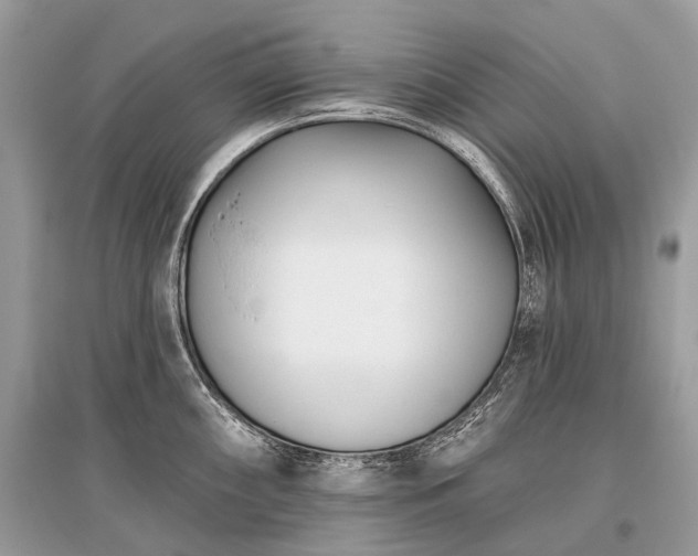 X0000096131098200801251010