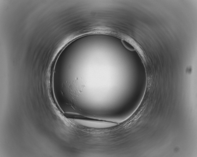 X0000096131099200801251010