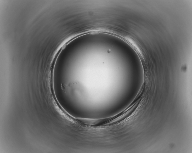 X0000096131100200801251010