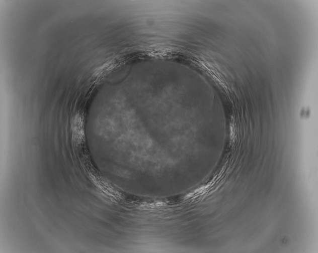 X0000096131106200801251009