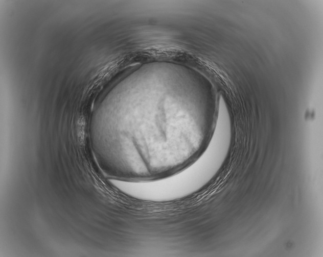 X0000096131108200801251009