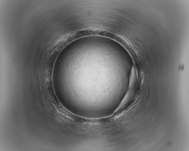 X0000096131110200801251009