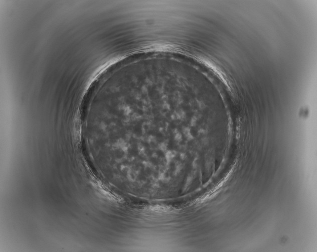 X0000096131117200801251009