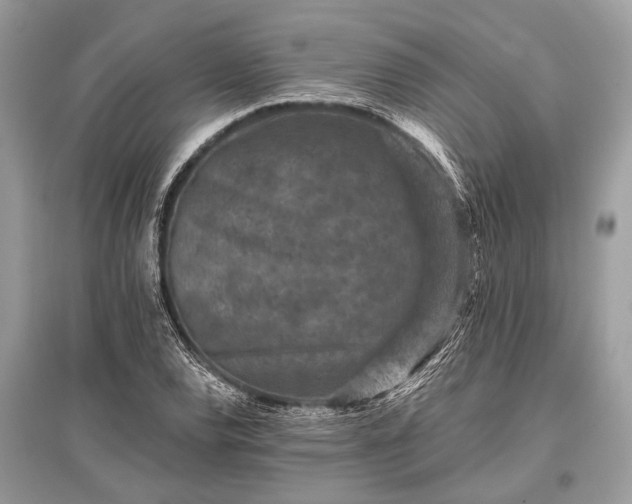 X0000096131120200801251009