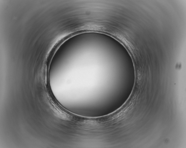 X0000096131123200801251009