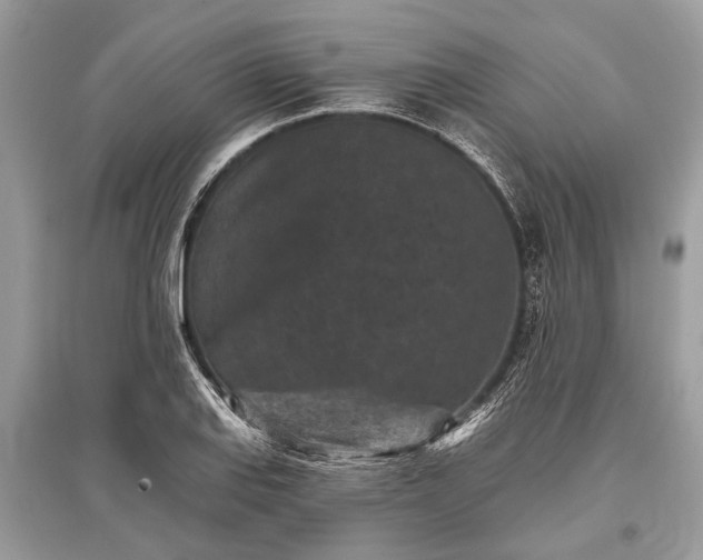X0000096131127200801251010