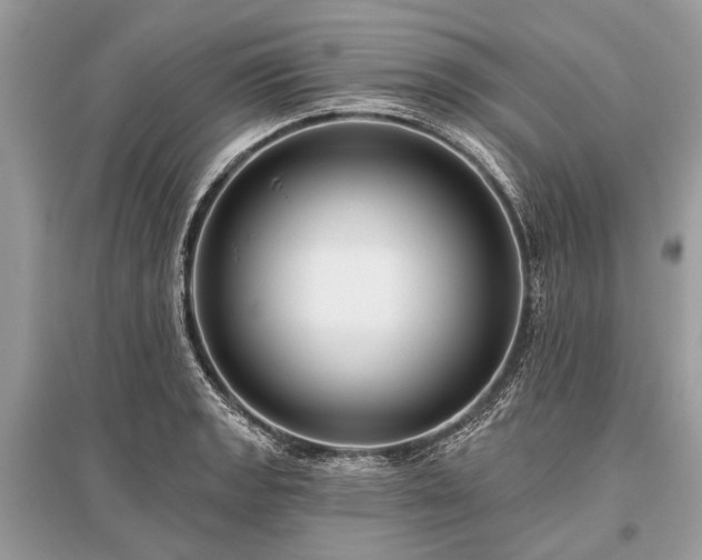 X0000096131133200801251010