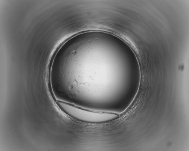 X0000096131136200801251010