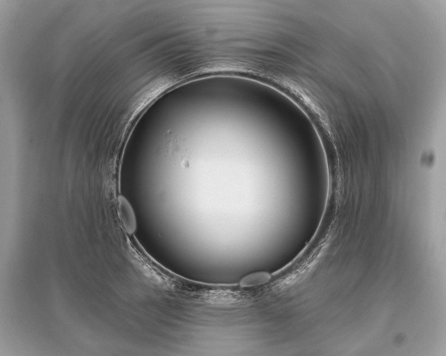 X0000096131137200801251010