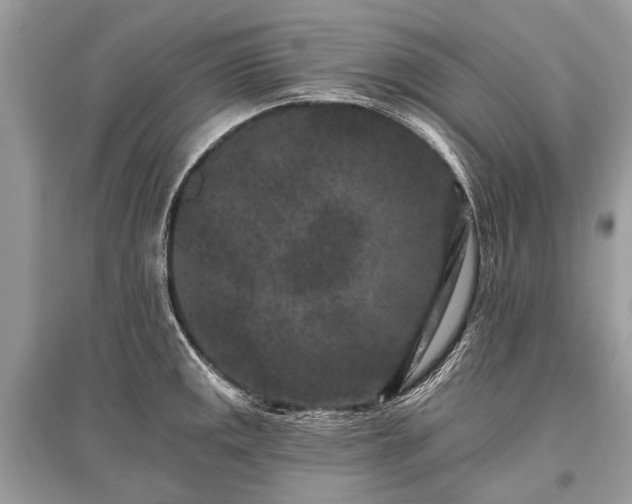 X0000096131141200801251010