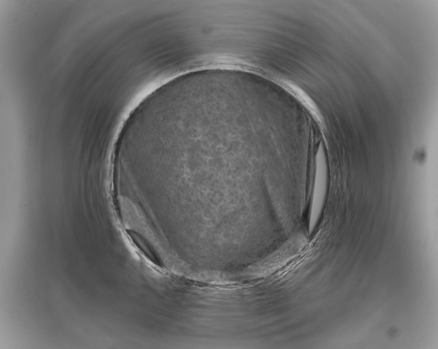 X0000096131144200801251010