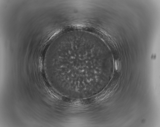 X0000096131155200801251009