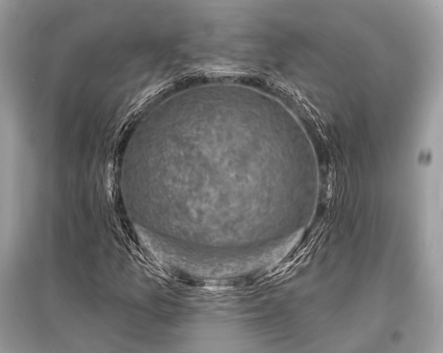 X0000096131157200801251009