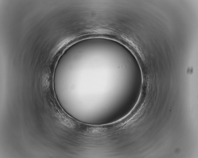 X0000096131163200801251009